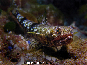 Lizardfish, taken at Wakatobi with Canon S70 and UCL165 by Beate Seiler 
